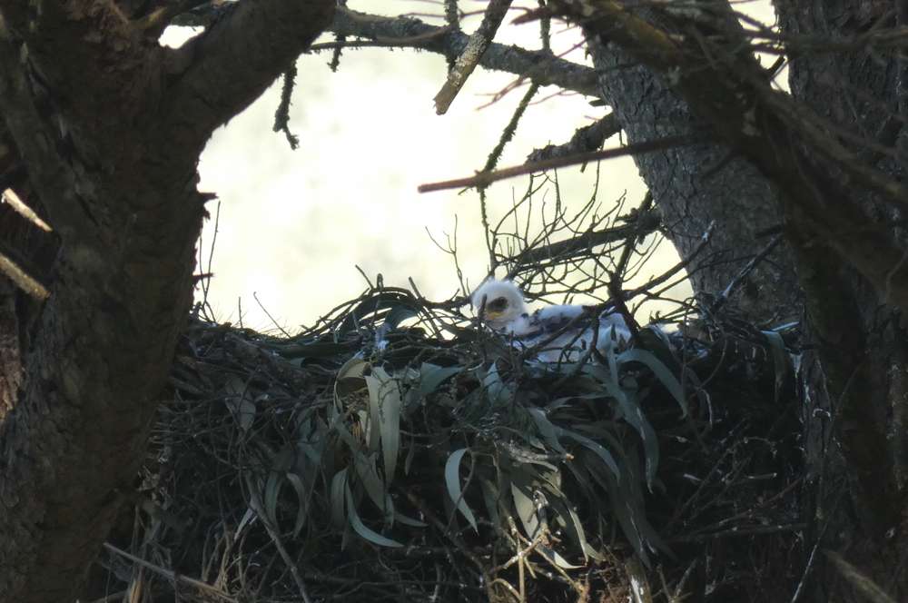 cria de águia-de-bonelli no ninho
