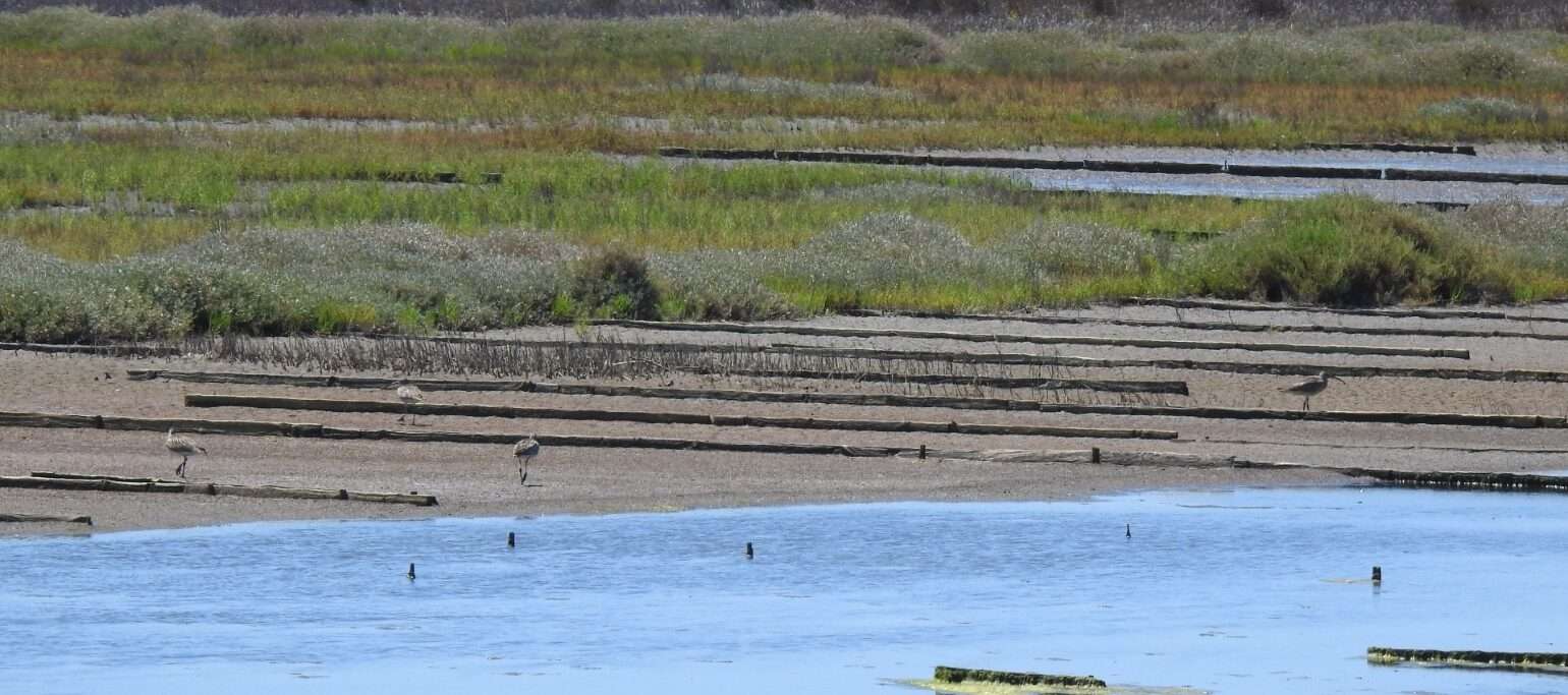 paisagem do Baixo Mondego