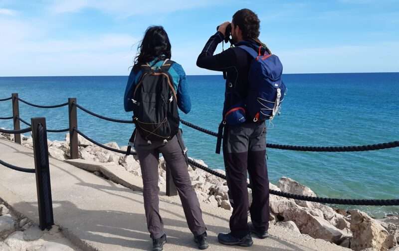 Webinar Projeto Arenaria: Censos de Aves Costeiras nos Açores