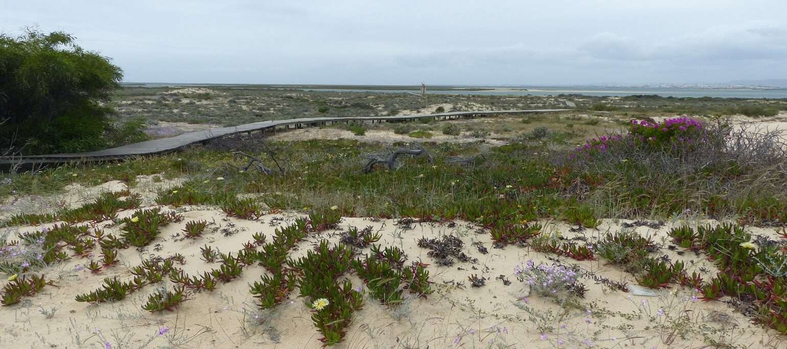 paisagem da Ilha Deserta, Algarve, com plantas invasoras e nativas