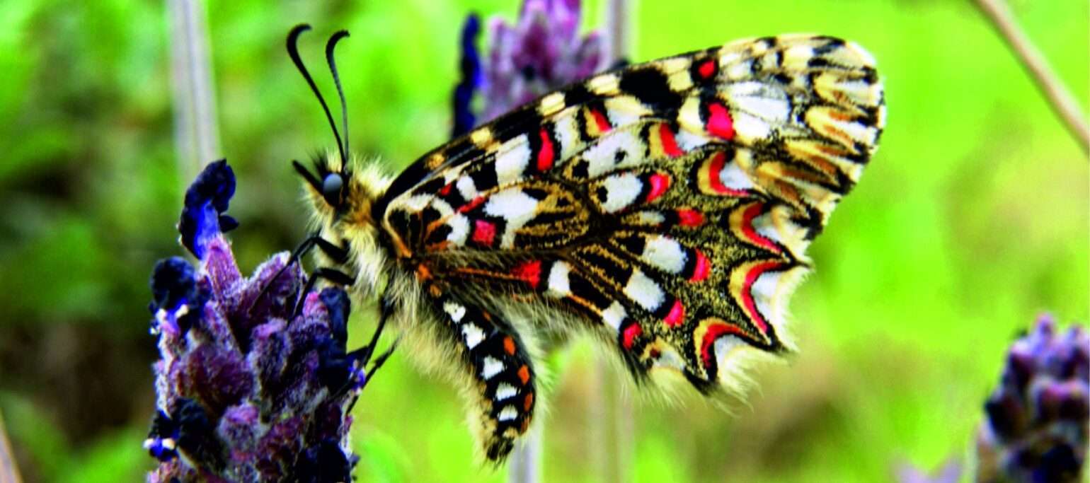 borboleta Carnaval (Zerynthia rumina) poisada numa flor