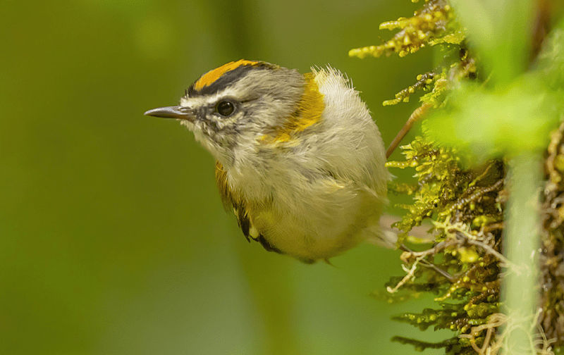 Ver a Natureza pelos olhos de um biólogo