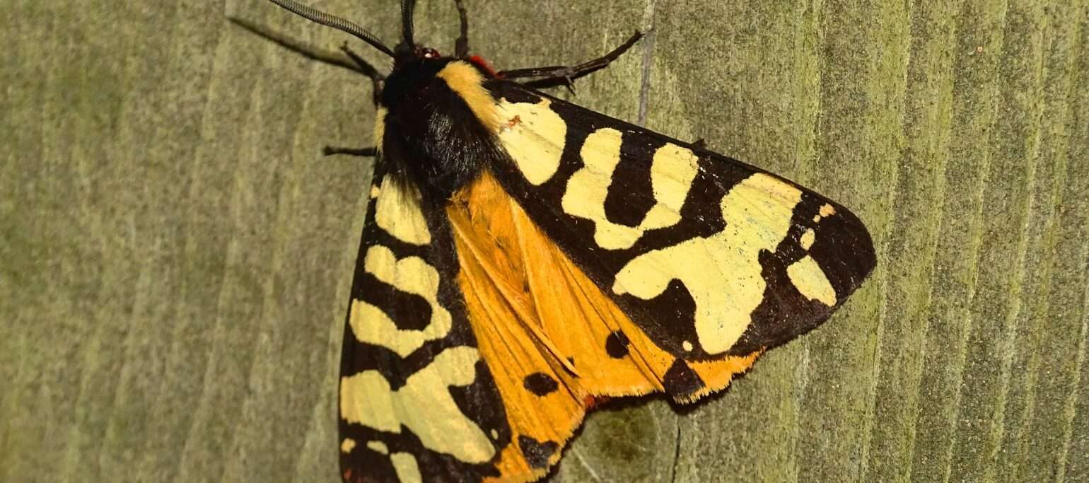 borboleta noturna Artica villica