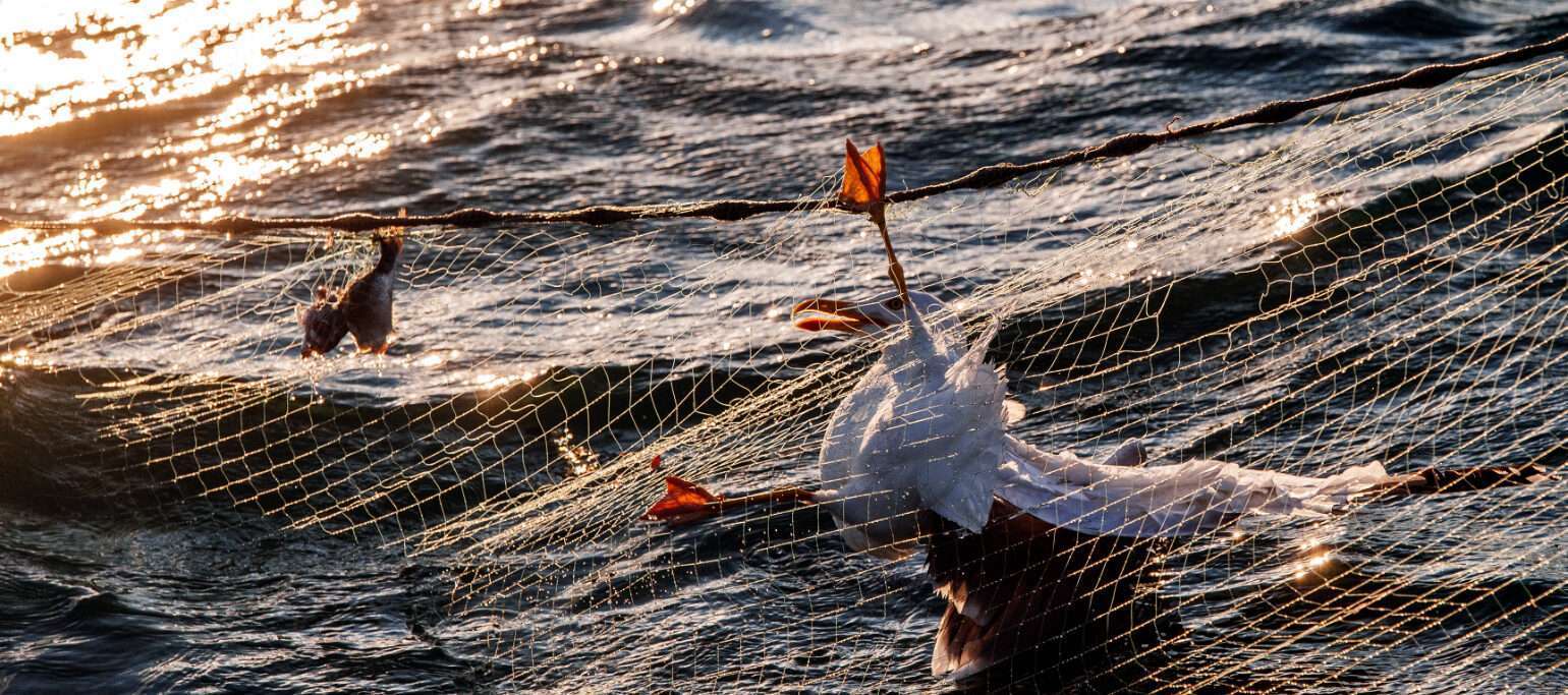 gaivota-de-patas-amarelas presa em rede de pesca