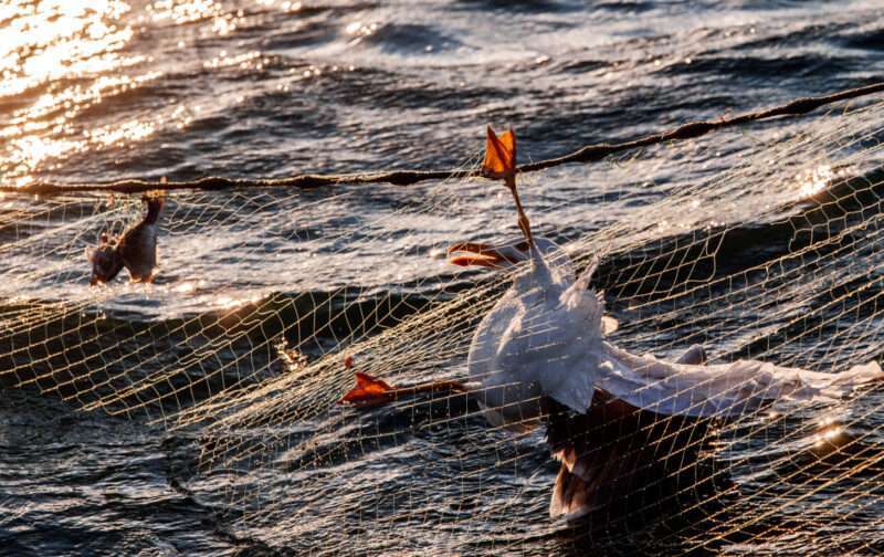 Capturas acidentais na pesca: Perigos submersos