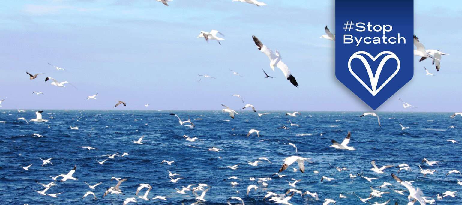 bando de alcatrazes no mar, com imagem da campanha Stop Bycatch
