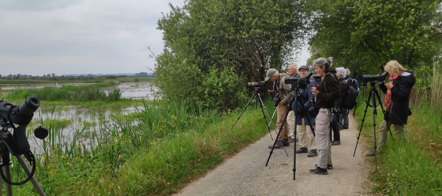 pessoas a observar aves junto a uma zona húmida