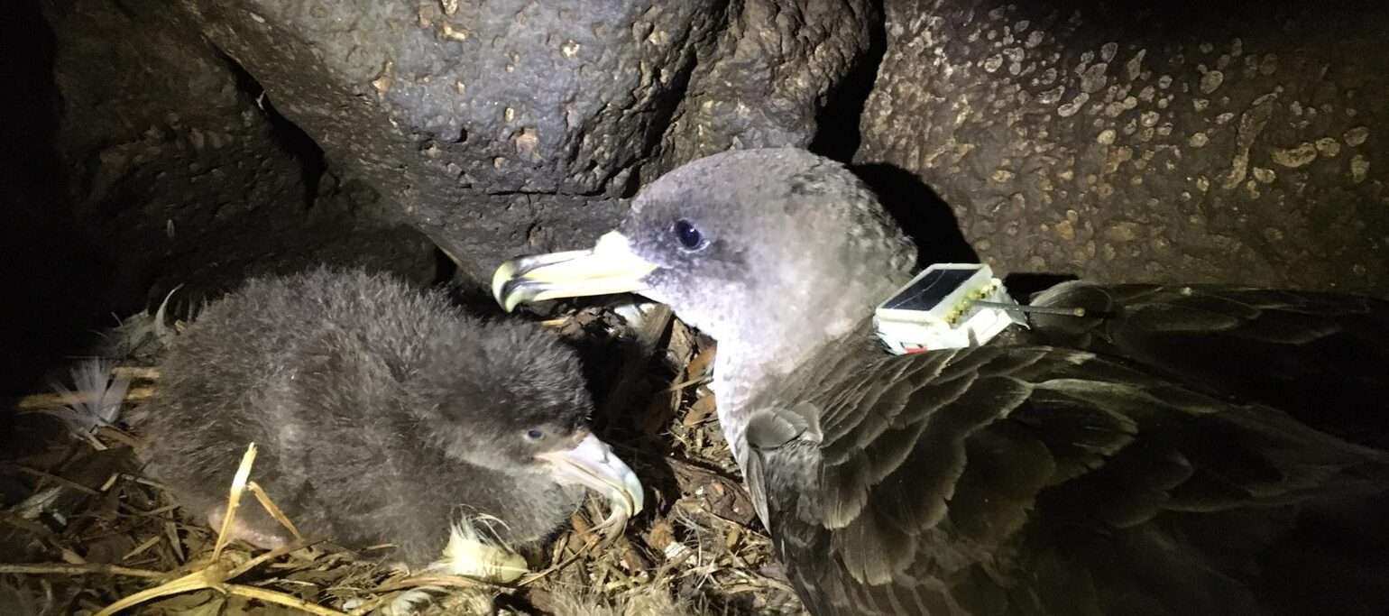 cagarro adulto com emissor GPS, no ninho com a cria, à noite
