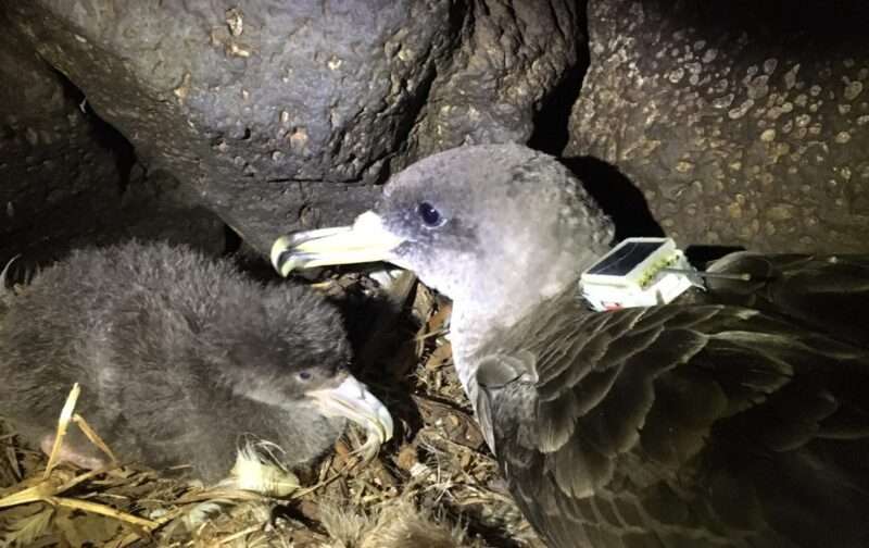 Ilha do Corvo é pioneira em experiência de poluição luminosa com aves marinhas