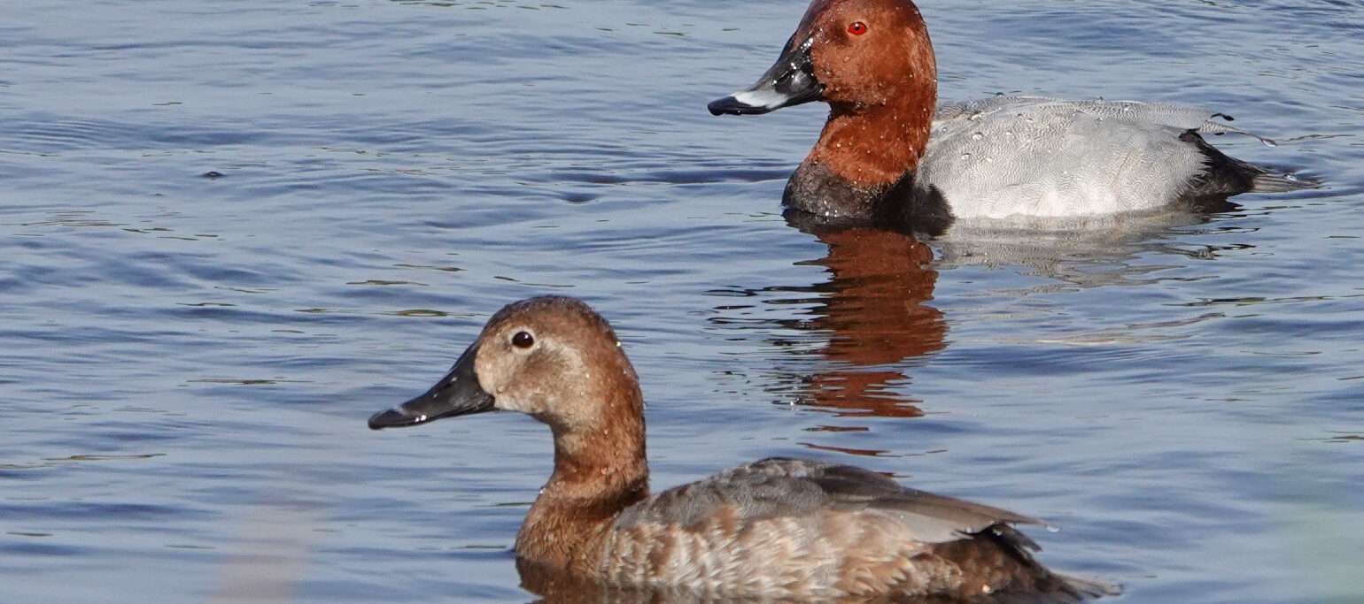 patos (casal de zarro-comum) na Lagoa Pequena, Sesimbra