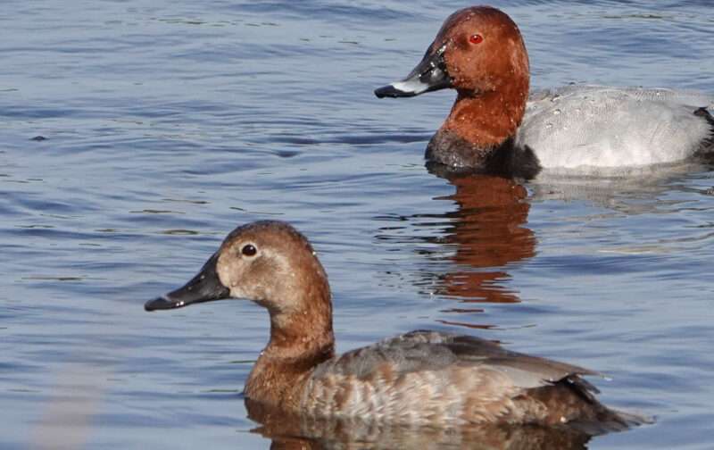 Visita Guiada: Descubra as Aves Invernantes da Lagoa Pequena