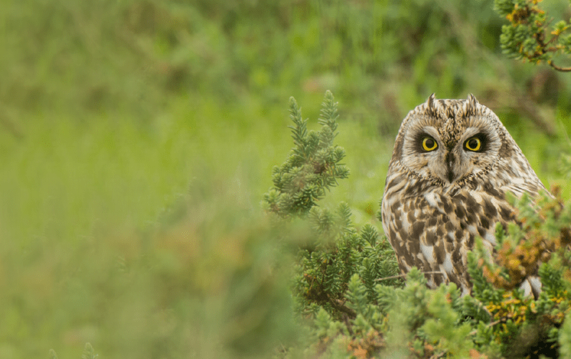 Estado das Aves em Portugal: muito preocupante mas (ainda) reversível