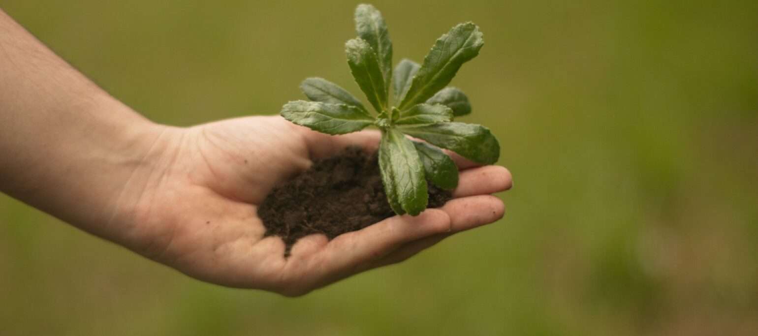 mão a segurar espécie nativa dos Açores, para a plantar
