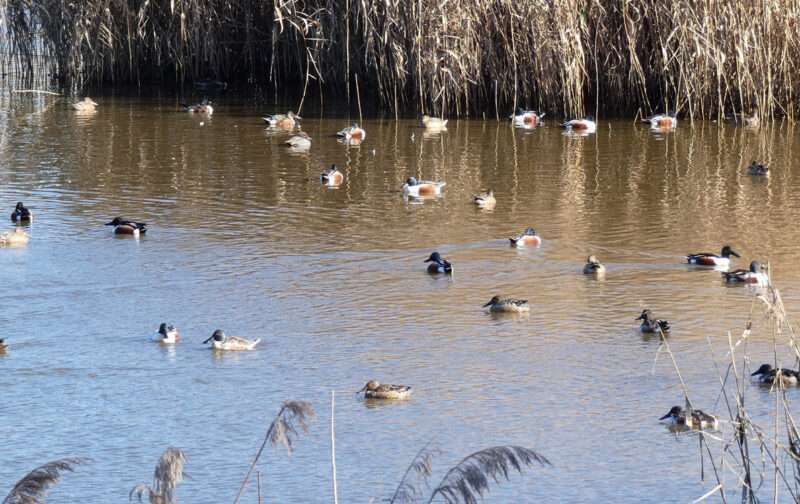 Paul do Taipal: construção de passadiços ameaça aves em área protegida que as devia salvaguardar