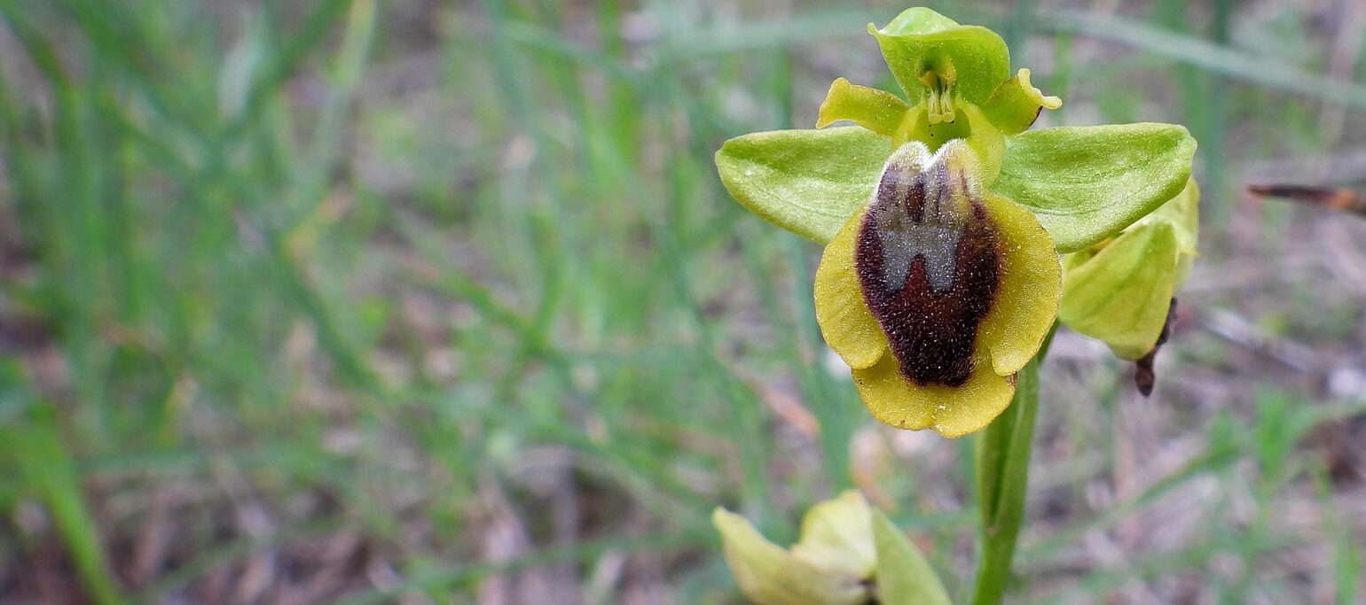 orquídea Ophrys lutea