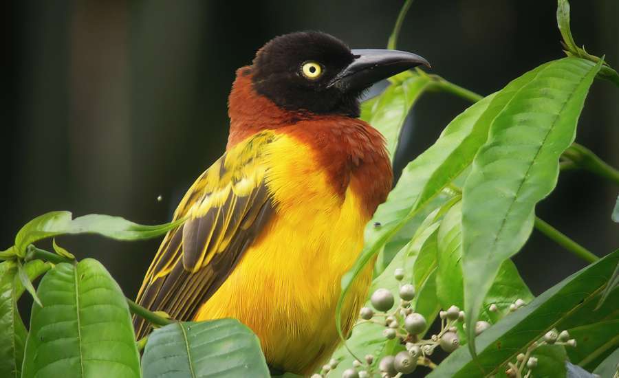 tecelão-gigante ou camussela, Ploceus grandis