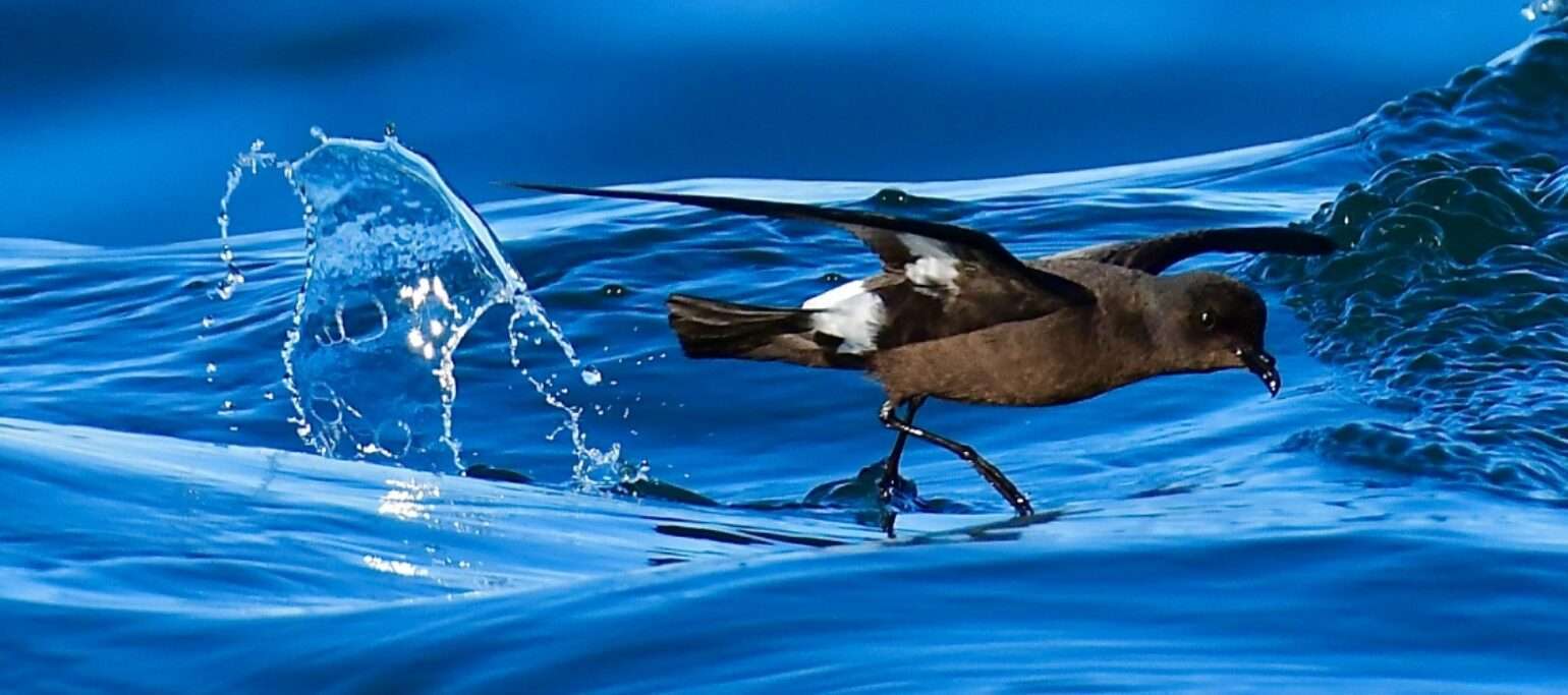 ave marinha a levantar voo sobre a água