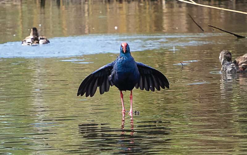 Lagoa Pequena: Estância de férias para aves