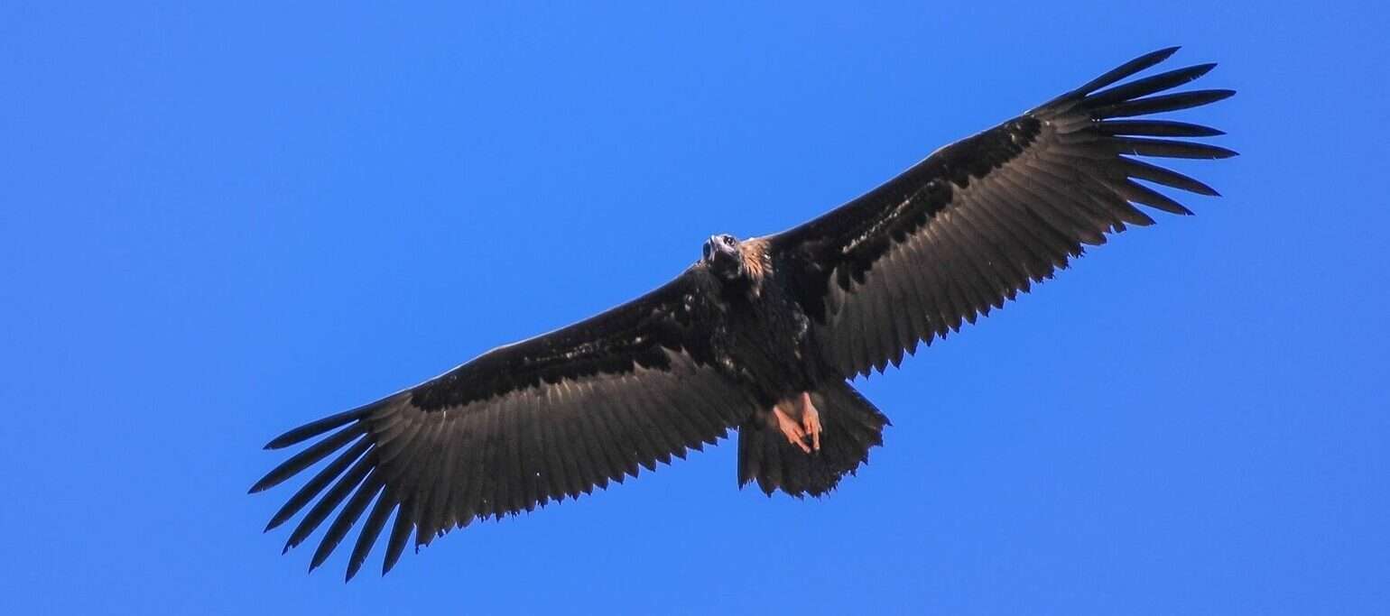 abutre-preto