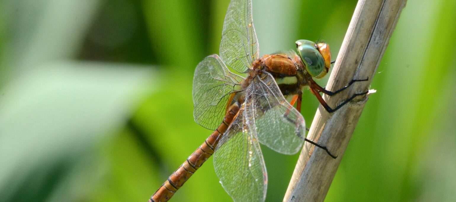 inseto Aeshna isoceles