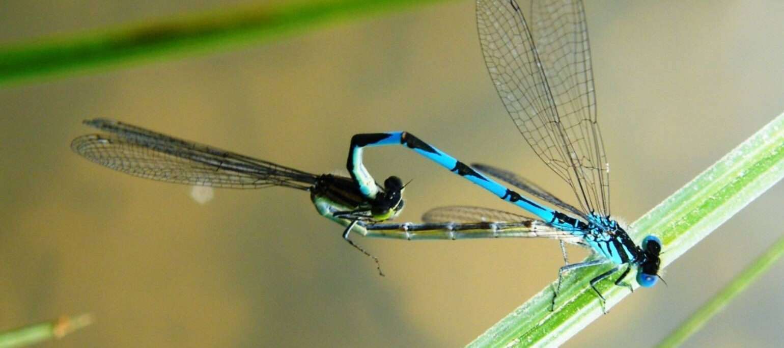 Erythromma lindenii co