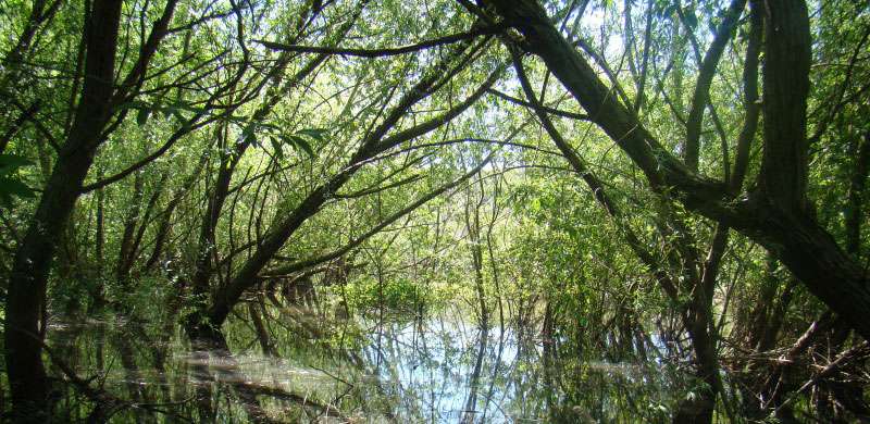 natureza: lagoa e árvores