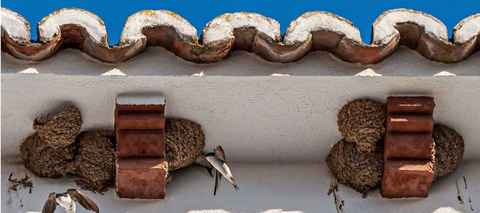 ninhos de andorinha sob o beiral de um telhado