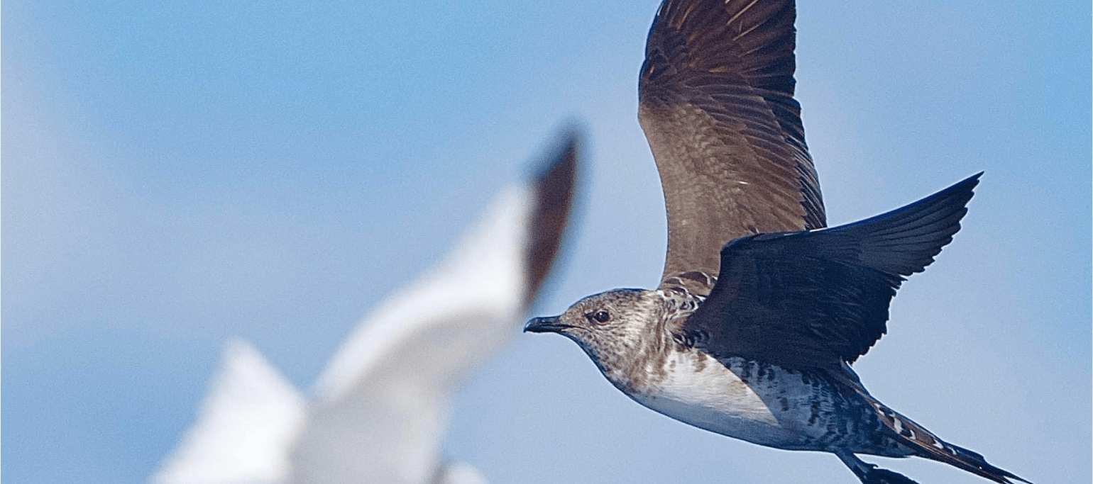 aves marinhas em voo em alto mar