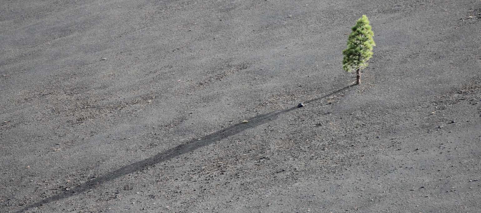 árvores sozinha no meio de paisagem cinzenta vazia
