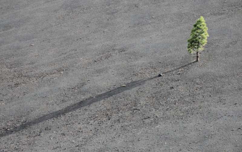Restauro de Natureza: lei sobrevive mas enfraquecida