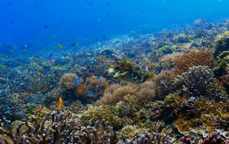 Proteção no Atlântico Norte estendida até ao fundo do mar