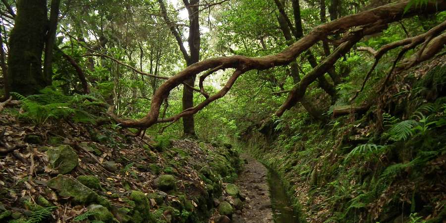 Pombo-da-madeira