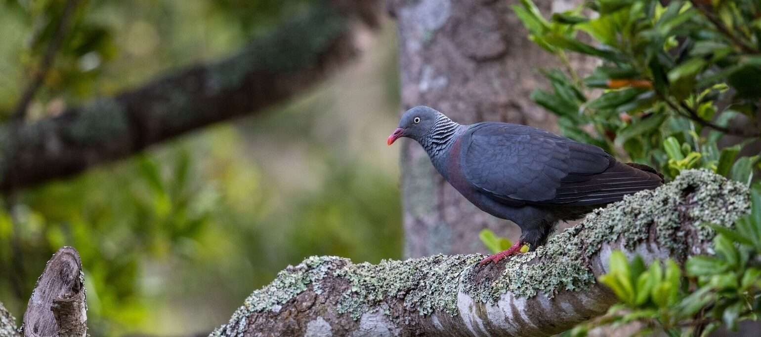 pombo-da-madeira