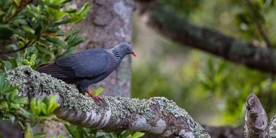 Pombo-da-madeira: o jardineiro da Laurissilva