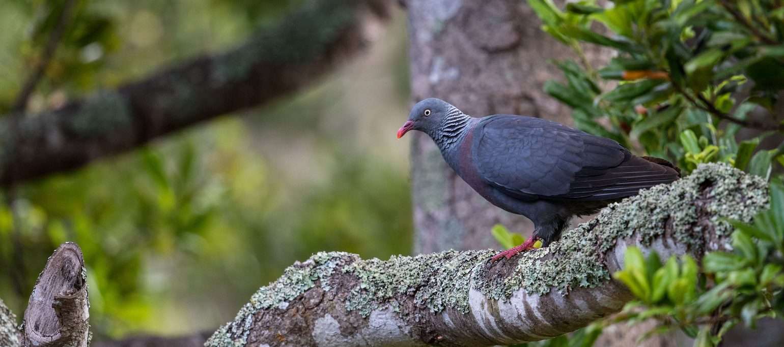 pombo-da-madeira pousado num ramo