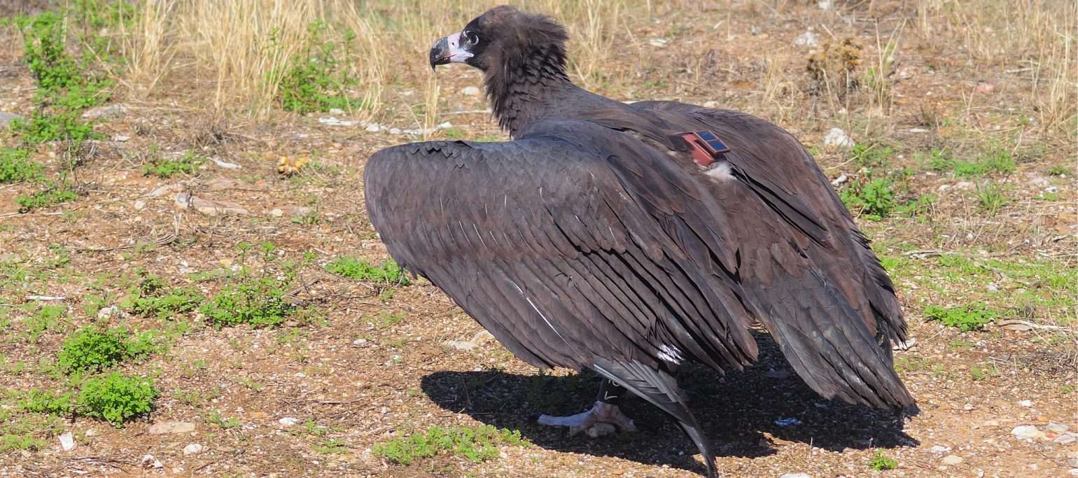 abutre-preto Aquis a preparar-se para levantar voo, quando foi devolvido à Natureza