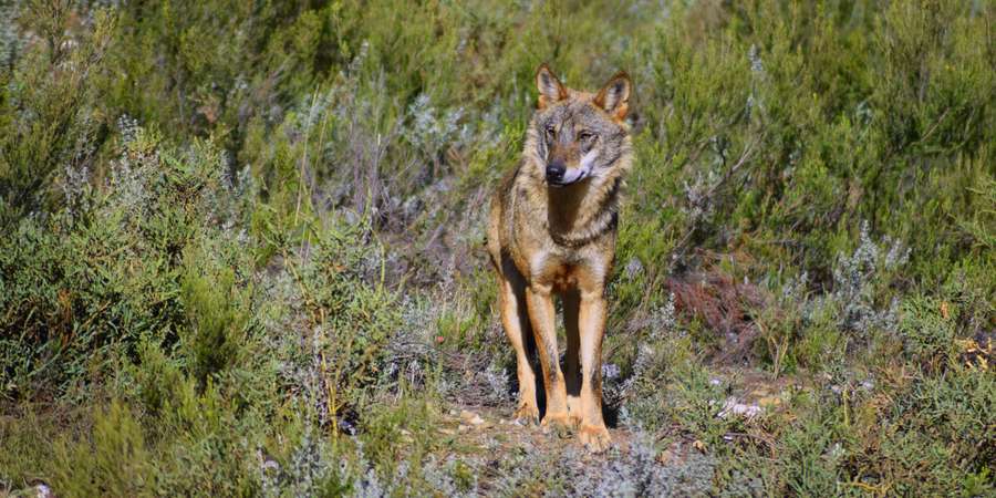 lobo