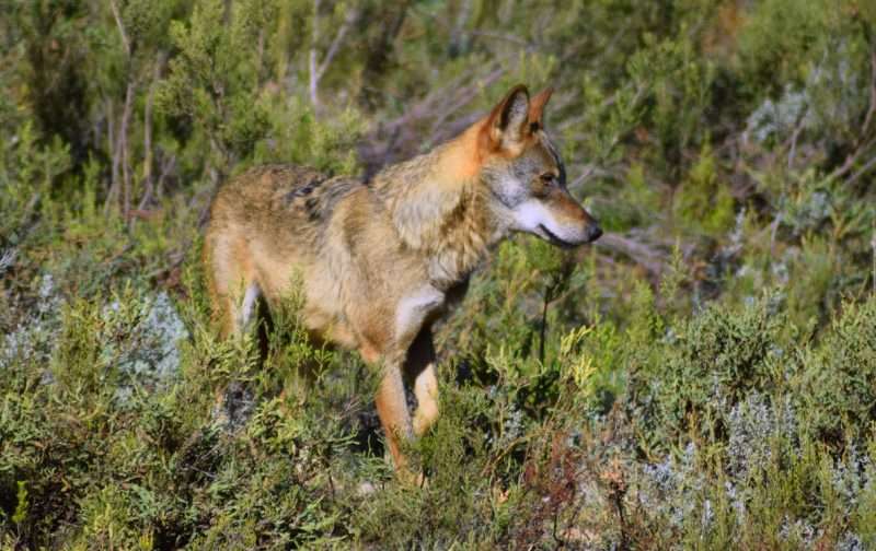 Desinformação sobre lobos veiculada pela Comissão Europeia preocupa Coligação C7