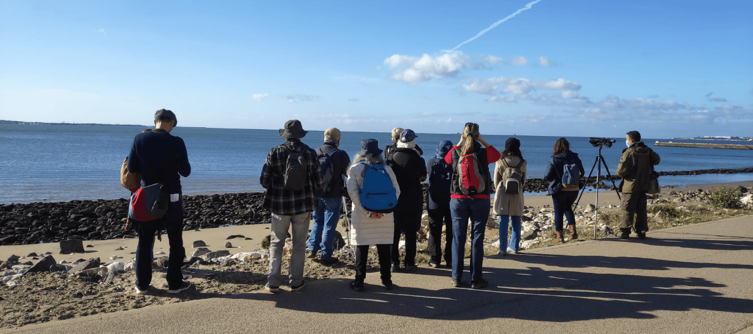 participantes a observar aves numa atividade à beira-mar