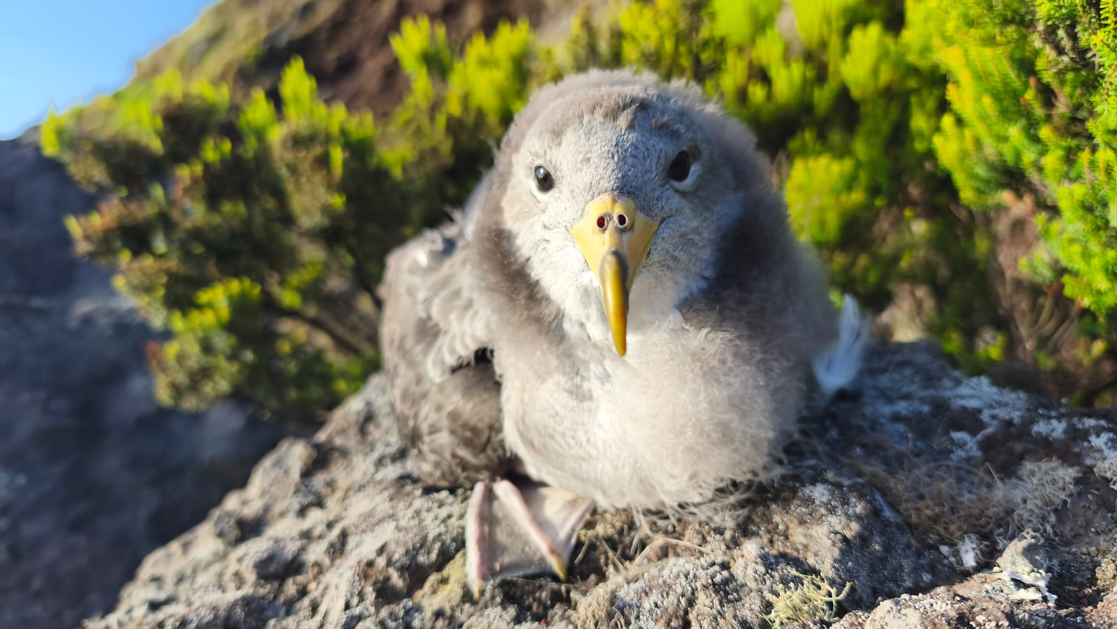 cagarro juvenil, salvo após ter ficado encandeado pelas luzes artificiais em São Miguel, Açores