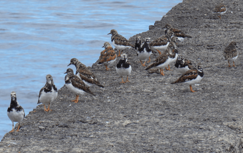 Mini-curso | Arenaria: Aves invernantes da Madeira