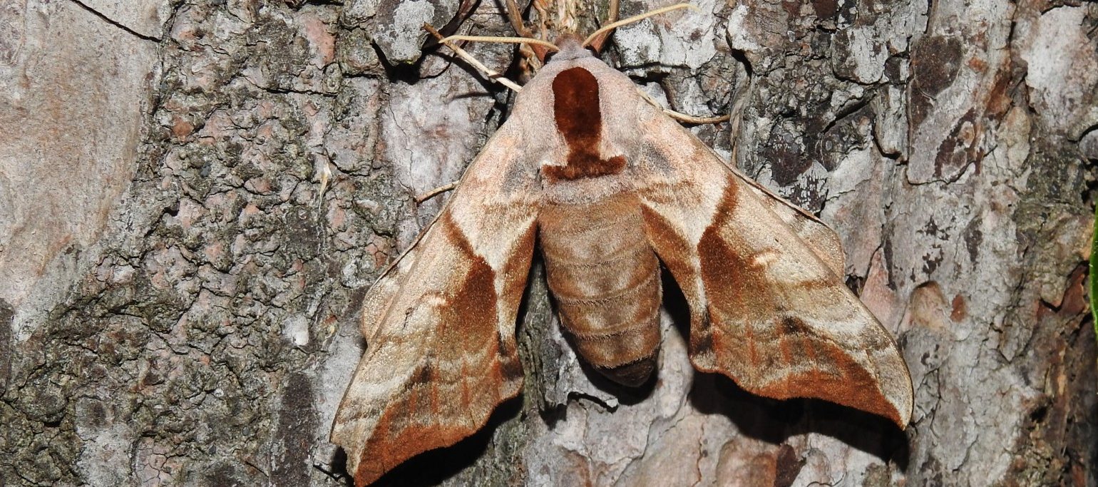borboleta noturna, um dos tesouros da noite da Lagoa Pequena
