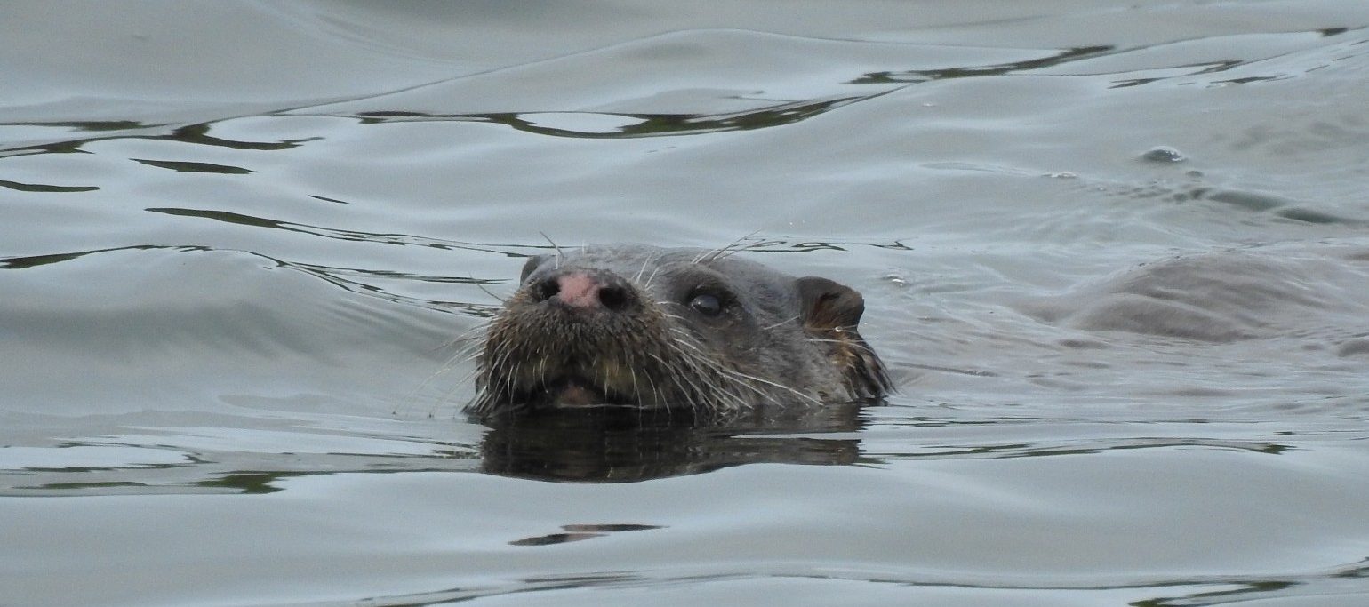 Lontra
