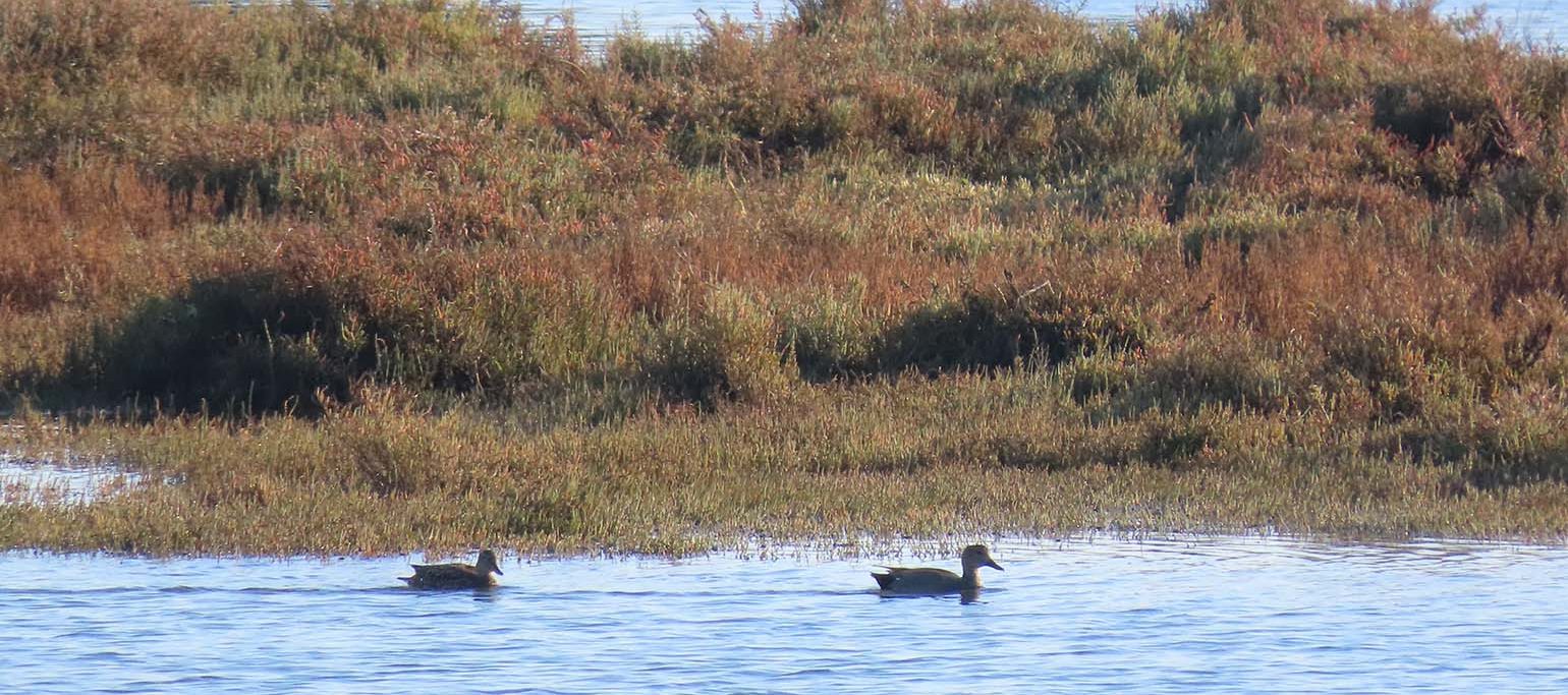 patos na Ria Formosa