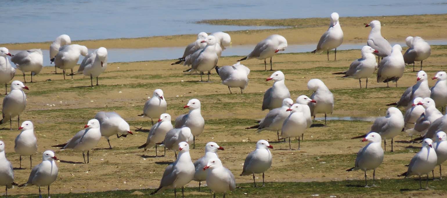 gaivotas-de-audouin na Ria Formosa