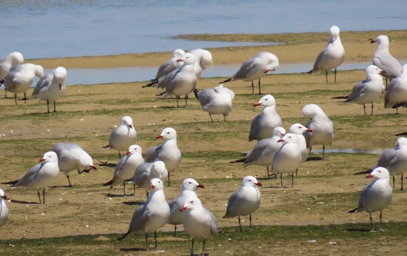 Observação de Aves na Ria Formosa: Quinta do Lago
