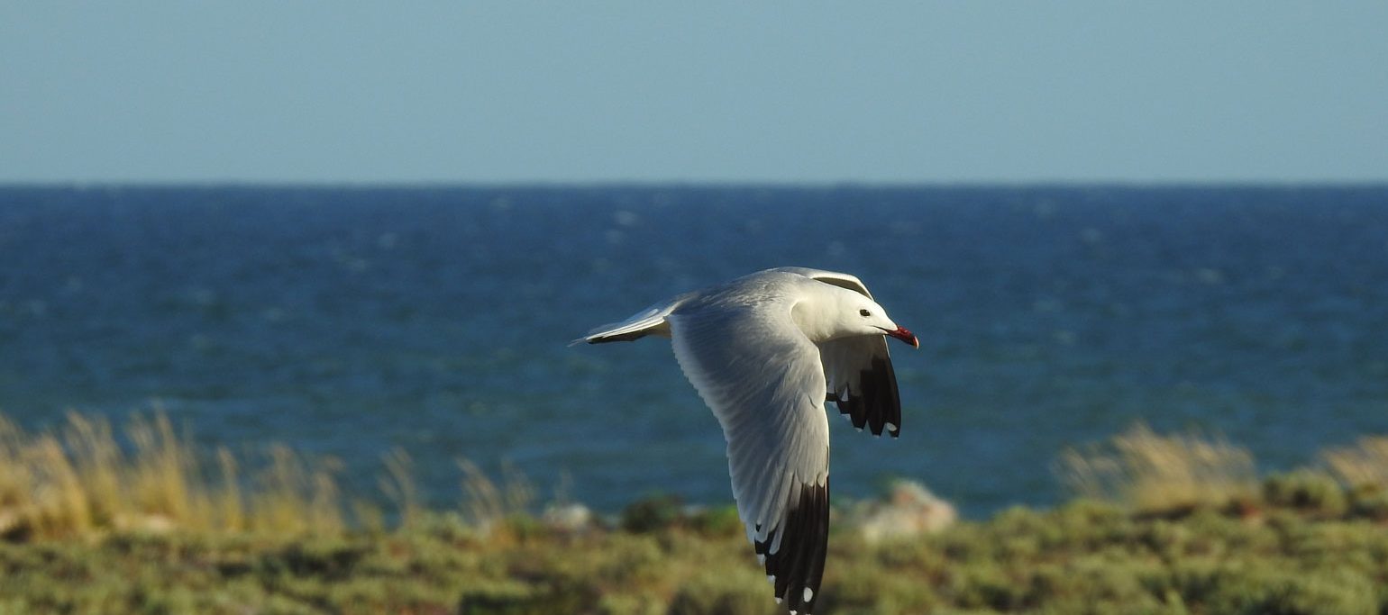 gaivota-de-audouin em voo na Ria Formosa