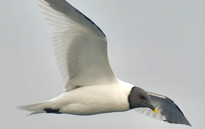 Migração de Aves Marinhas em Alto Mar