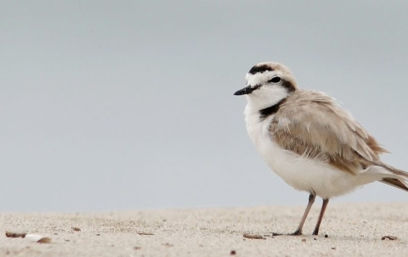 Alcochete: empreendimento turístico ameaça aves em zona protegida