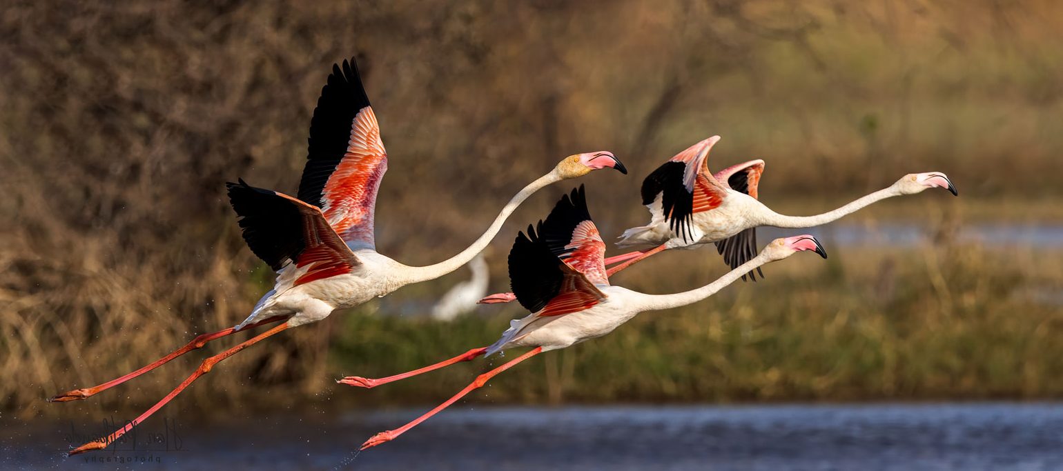 flamingos a levantar voo